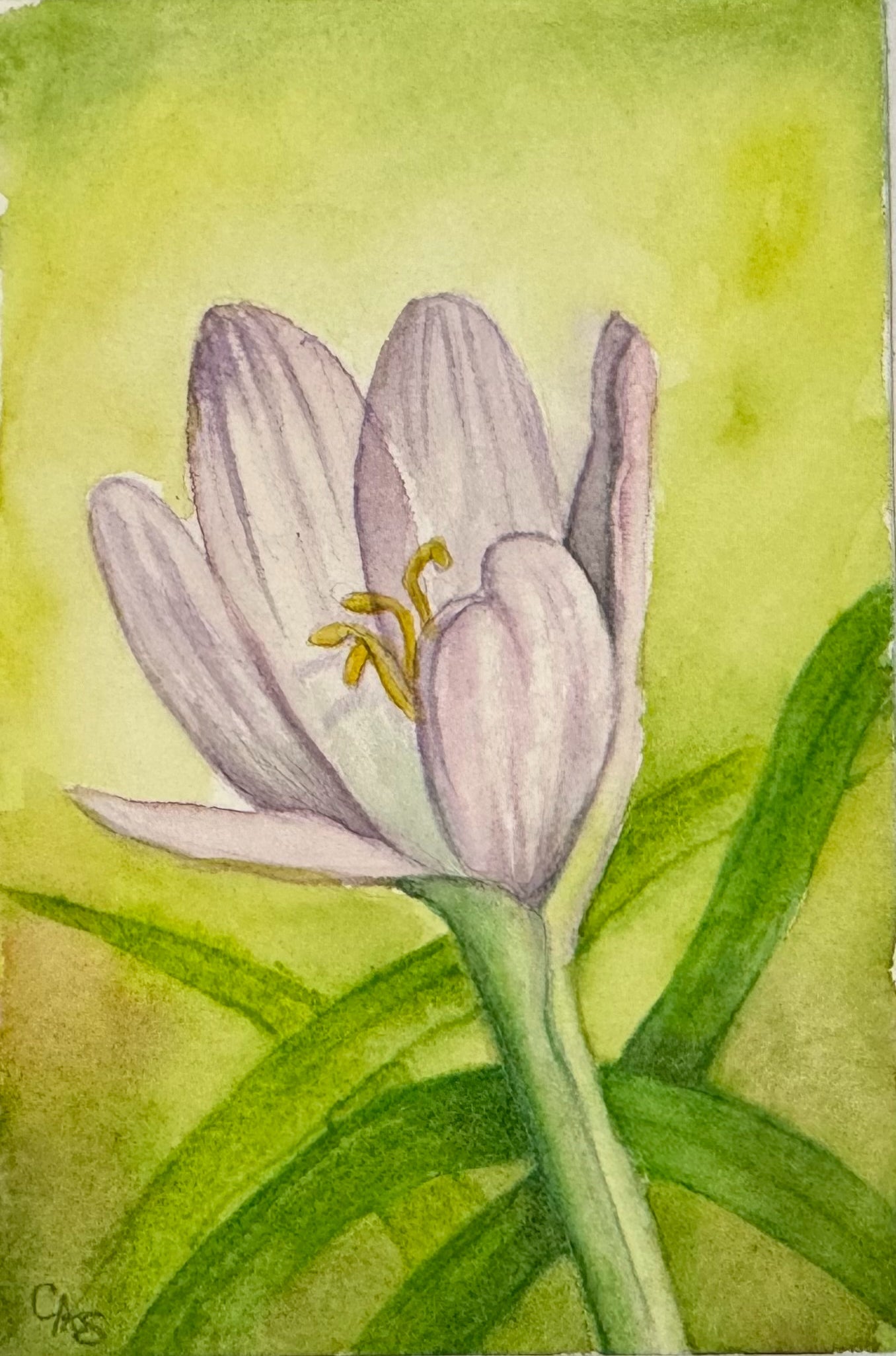 Watercolor Paintings
