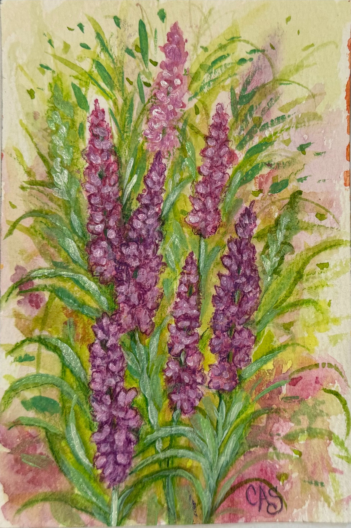 lavender flower