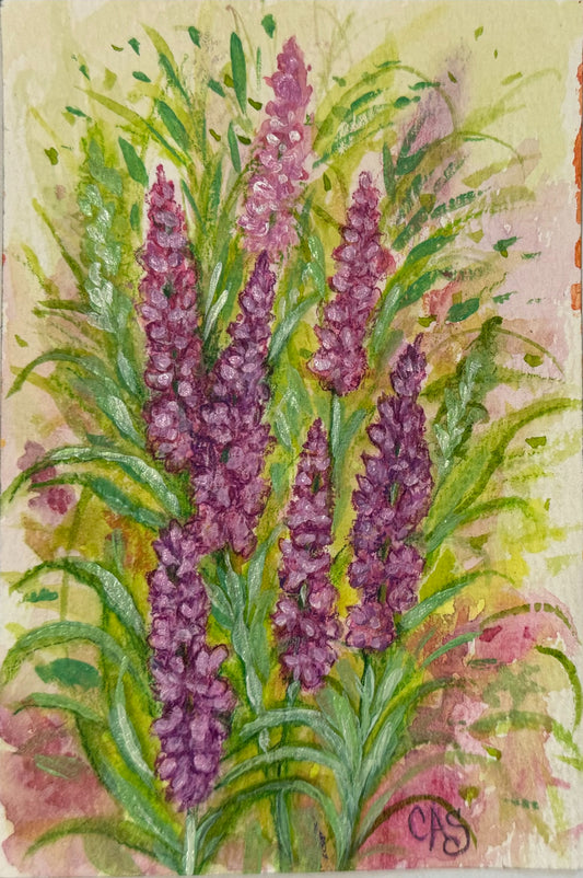 lavender flower